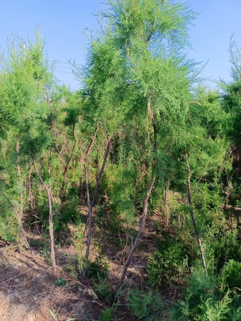 高杆红花红柳柽柳