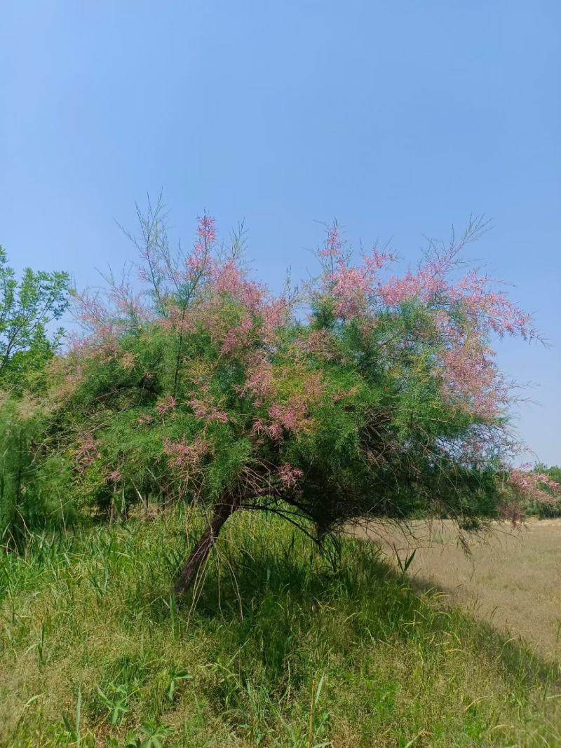 高杆红花红柳柽柳