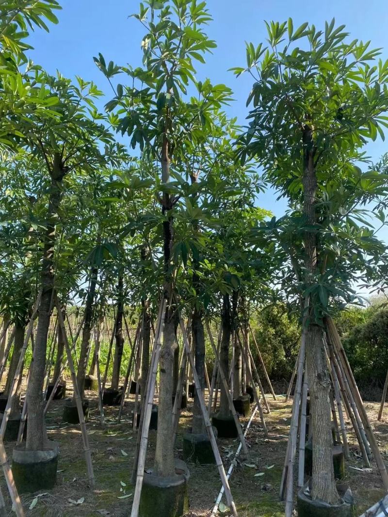 盆架子灯台树绿化苗木货源充足，品质保障可视频看货