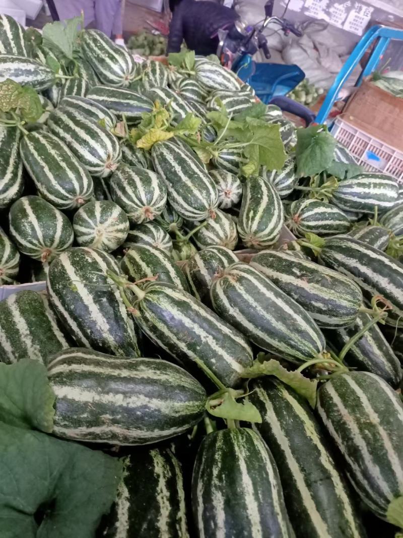 山东省临沂市费县优质博洋九甜瓜基地