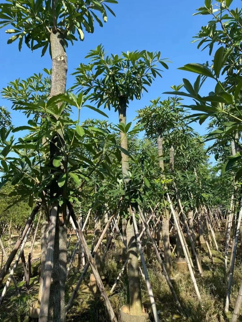 盆架子灯台树绿化苗木货源充足，品质保障可视频看货