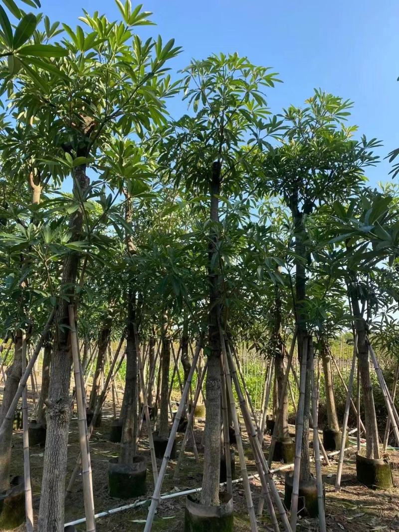 盆架子灯台树绿化苗木货源充足，品质保障可视频看货