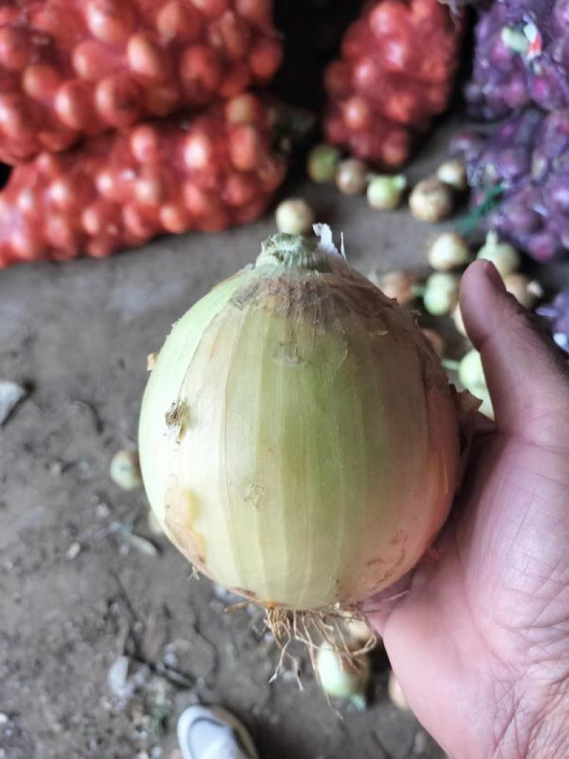 洋葱大量有货需要老板可以可以详细咨询量大从优也可实地看货