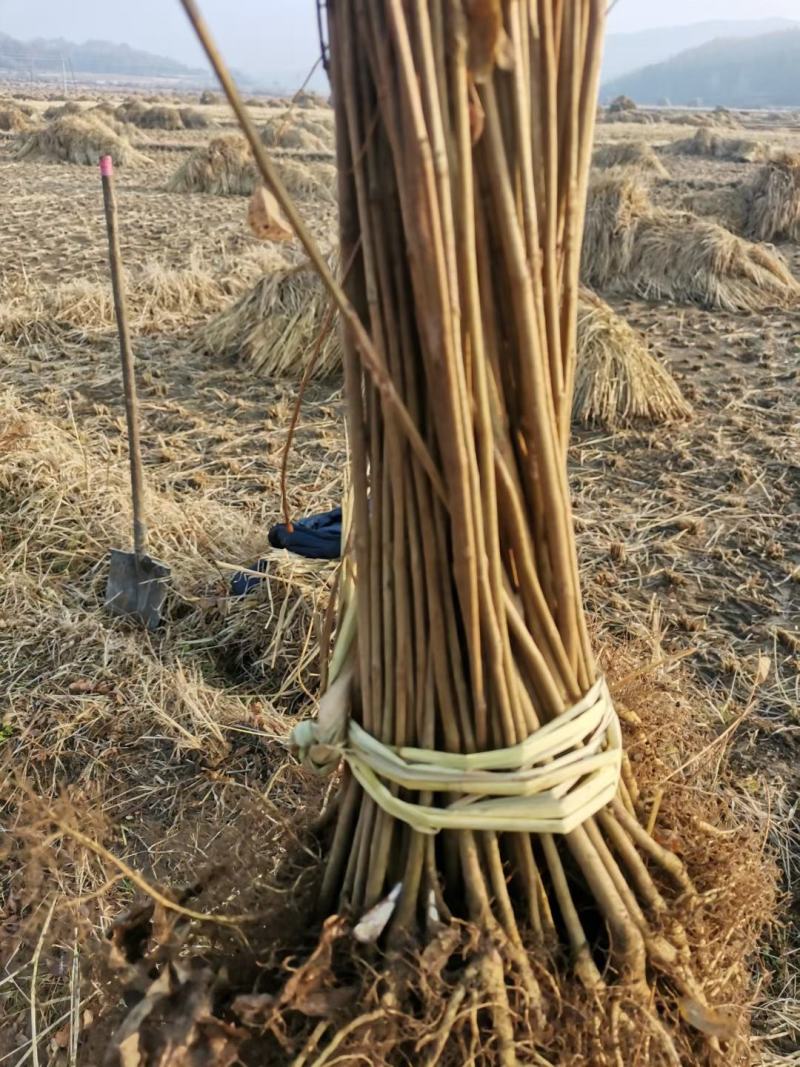 黄柏（黄波萝苗），产地直发，价格美丽。