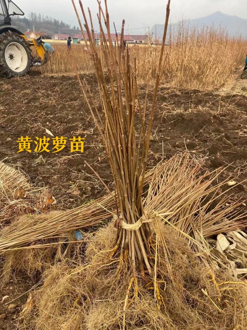 黄柏（黄波萝苗），产地直发，价格美丽。