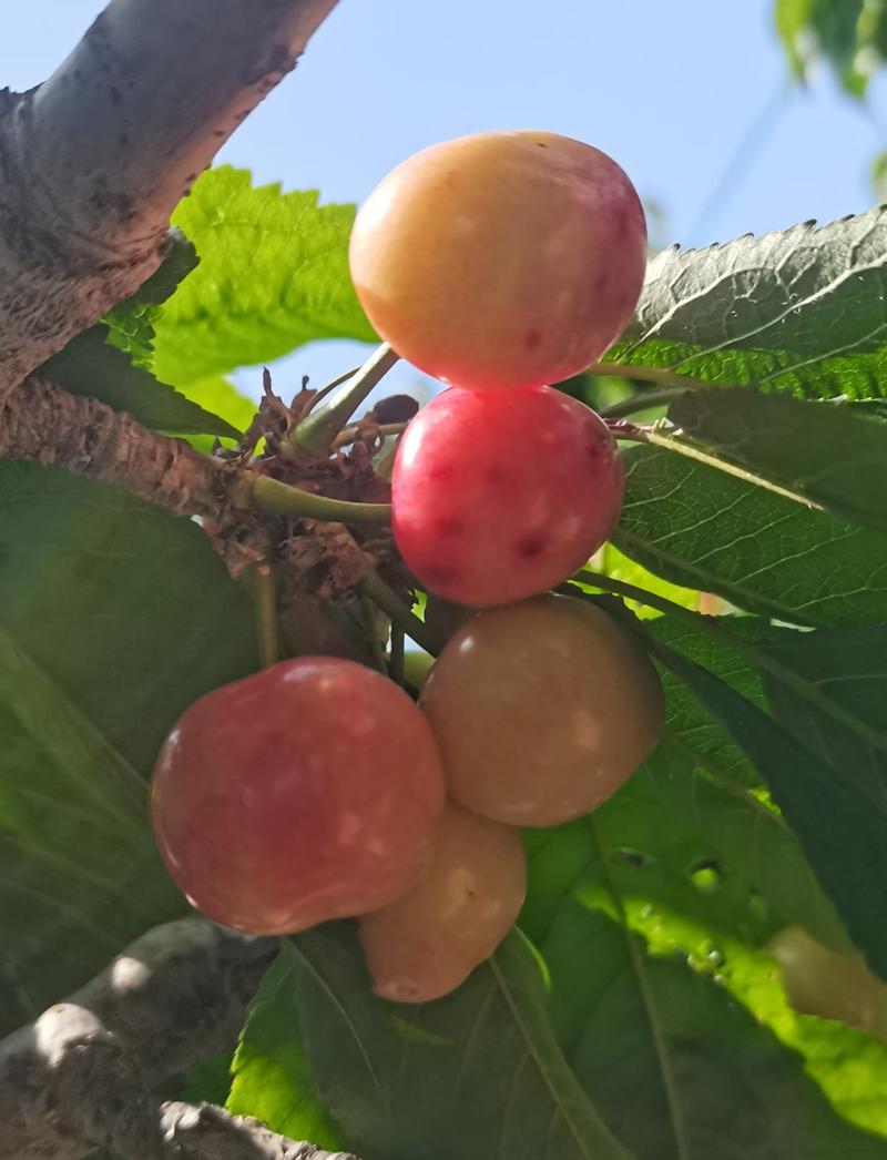 露天大樱桃