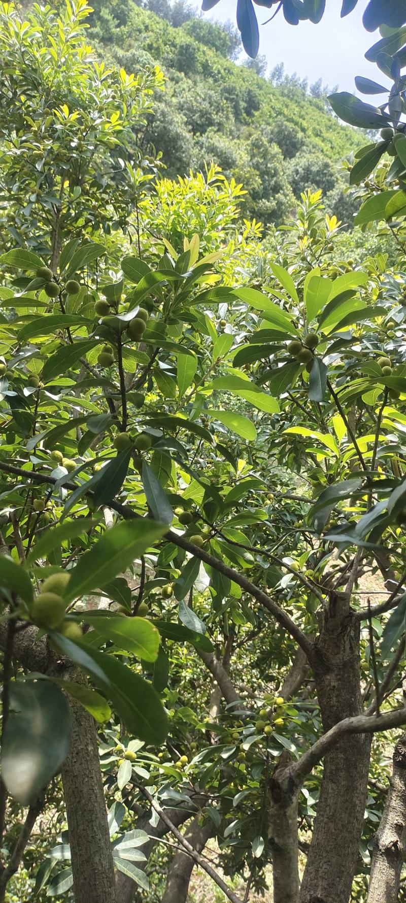 杨梅还需一个星期成熟预售进行中