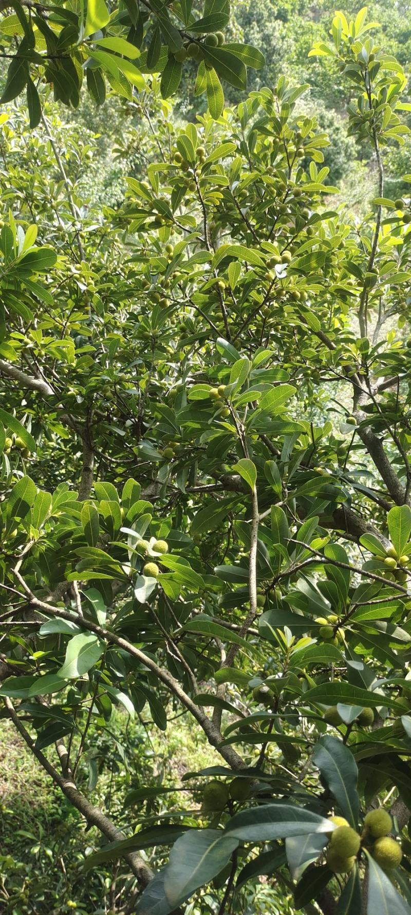 杨梅还需一个星期成熟预售进行中
