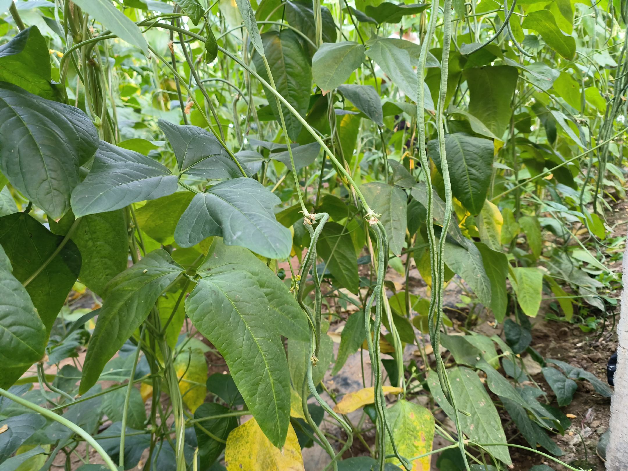 八月忙豆角植株生长图