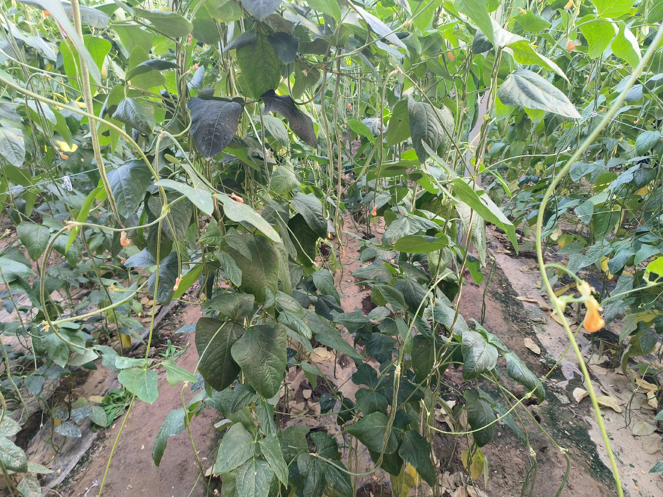 豆角全链条增值示意图:从智能种植装备(左)、精深加工设备(中)到终端品牌产品(右),体现‘豆角亩产量一般多少斤’背后的真实商业延展 豆角产业链增值路径图:左侧原料端标注“中豇8号种子”“水肥传感器”“生物农药喷雾器”;中部加工端展示“全自动豆角切段机”“真空预冷隧道”“气调保鲜箱”;右侧消费端呈现“盒马鲜生豆角净菜盒”“叮咚买菜豆角脆片”“柳州螺蛳粉豆角酸笋包”