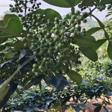 鲜花椒