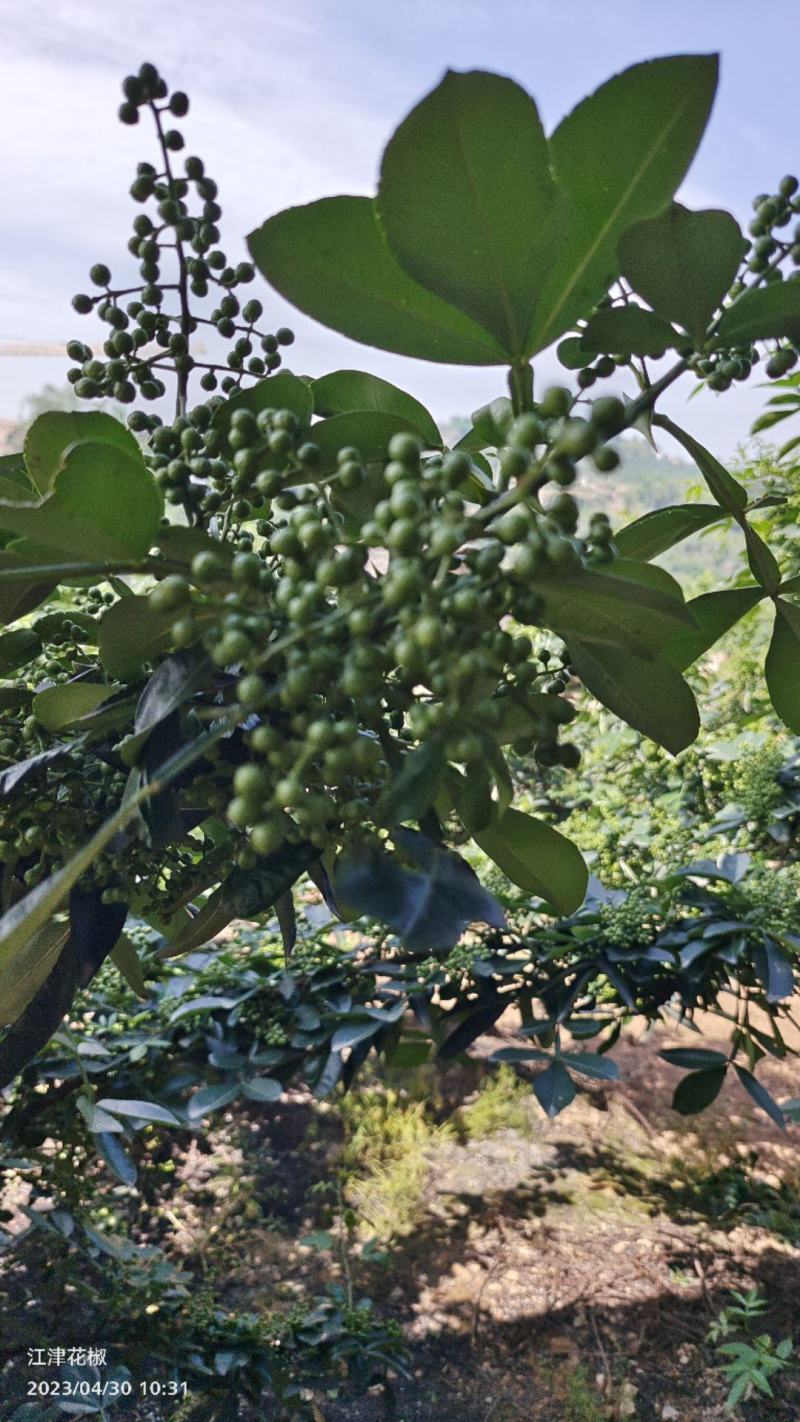 鲜花椒