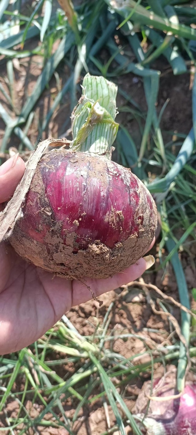 紫皮洋葱河南通许大量供应，诚信发往全国欢迎订购