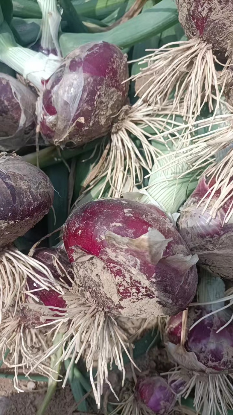 紫皮洋葱河南通许大量供应，诚信发往全国欢迎订购