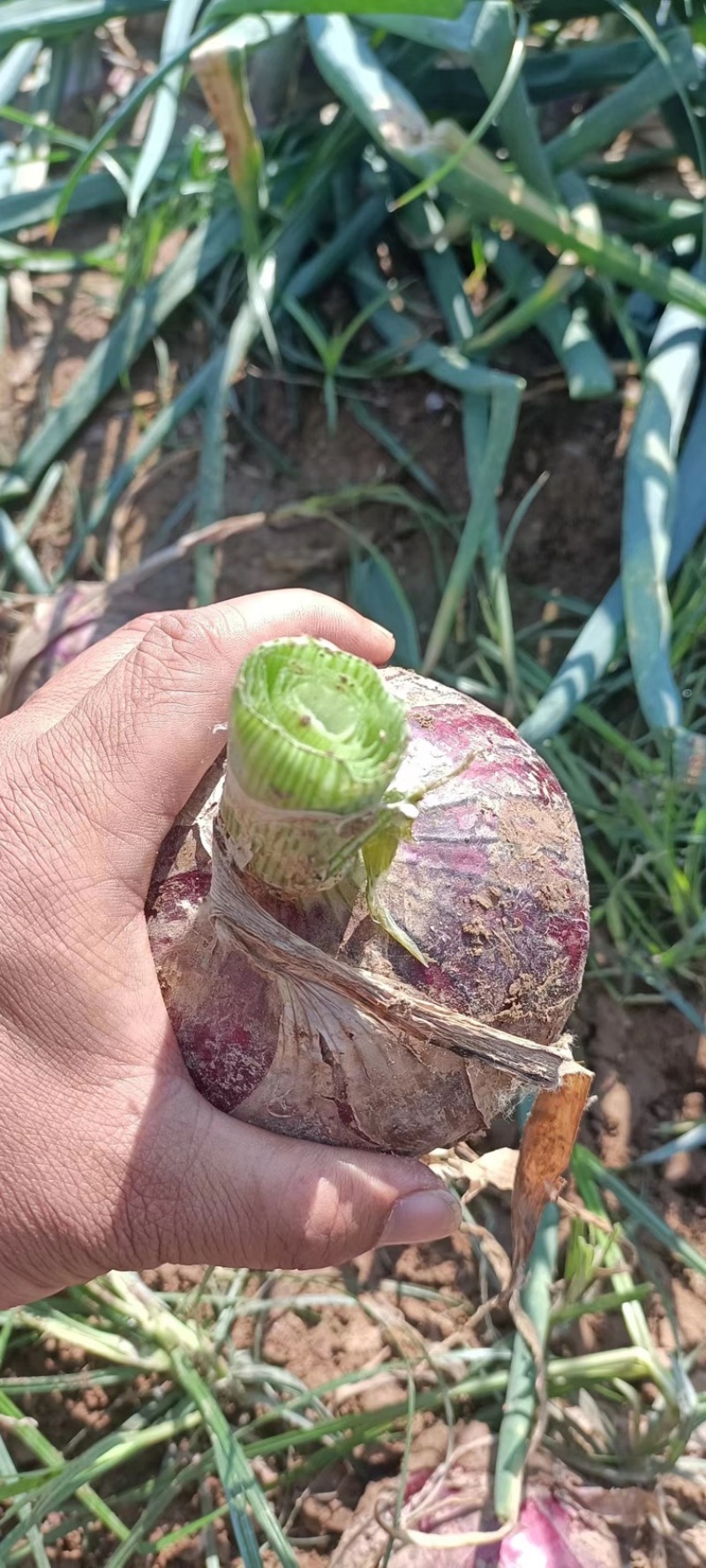 紫皮洋葱河南通许大量供应，诚信发往全国欢迎订购