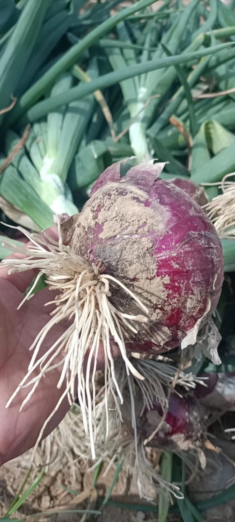 紫皮洋葱河南通许大量供应，诚信发往全国欢迎订购