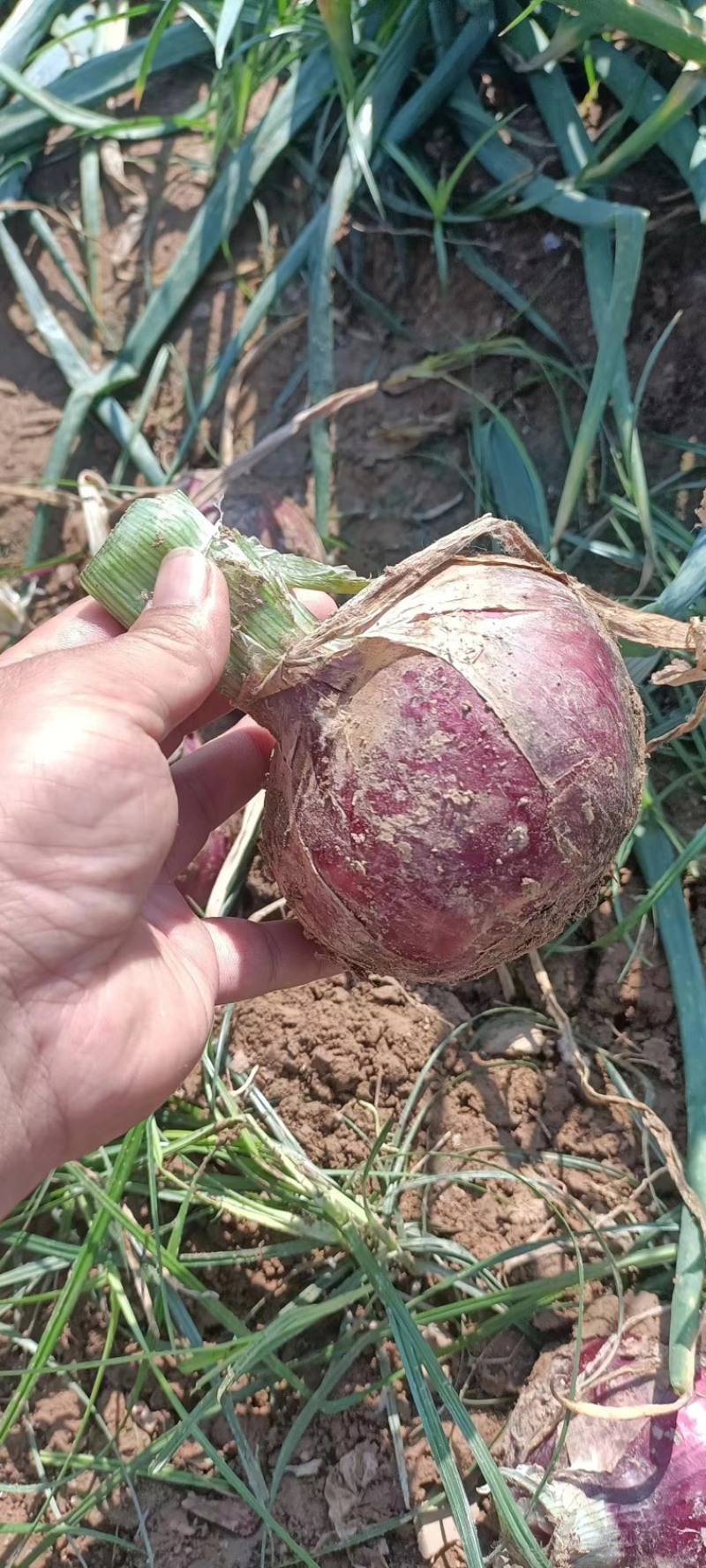 紫皮洋葱河南通许大量供应，诚信发往全国欢迎订购