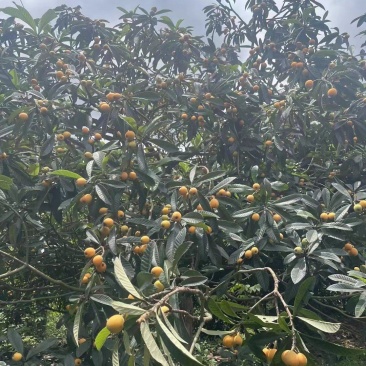 高山生态枇杷产地供应