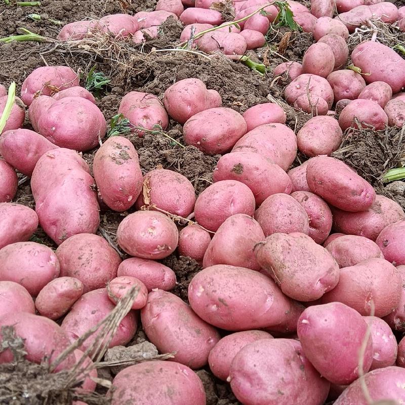 精品土豆青薯九号土豆产地直发一手货源全国发货