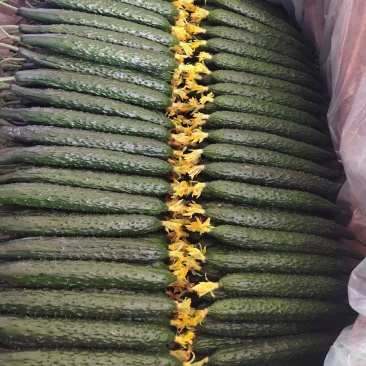 【精选】山东沂南县千亩黄瓜，密刺黄瓜，大量上市！！