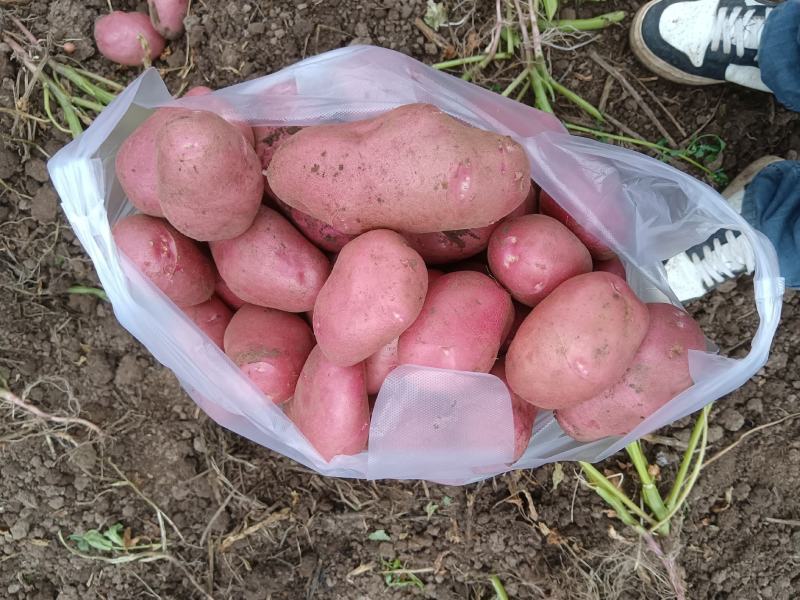 精品土豆青薯九号土豆产地直发一手货源全国发货
