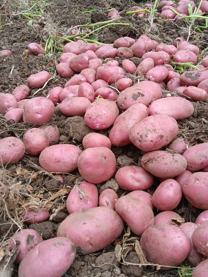 精品土豆青薯九号土豆产地直发一手货源全国发货