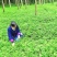 黄连种子