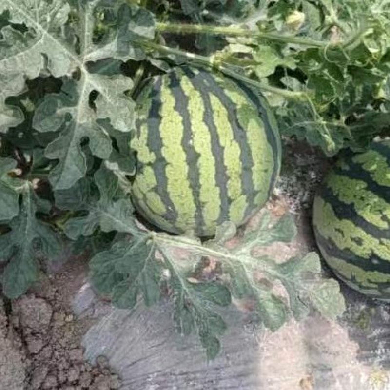 精品美都西瓜原苗，需要的老板联系，本基地有上百亩西瓜