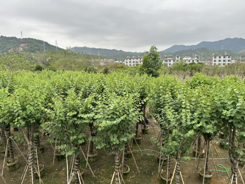 宫粉紫荆，各种规格齐全，大量出售，支持视频看货