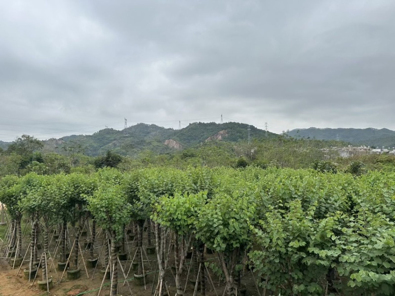 宫粉紫荆，各种规格齐全，大量出售，支持视频看货