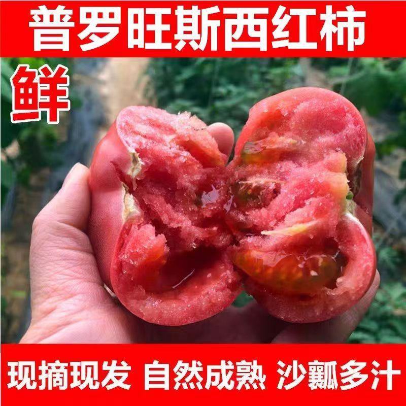 [精品西红柿]泾阳县普罗旺斯水果西红柿各种规格欢迎下单