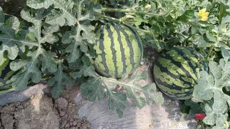 精品美都西瓜原苗，需要的老板联系，本基地有上百亩西瓜