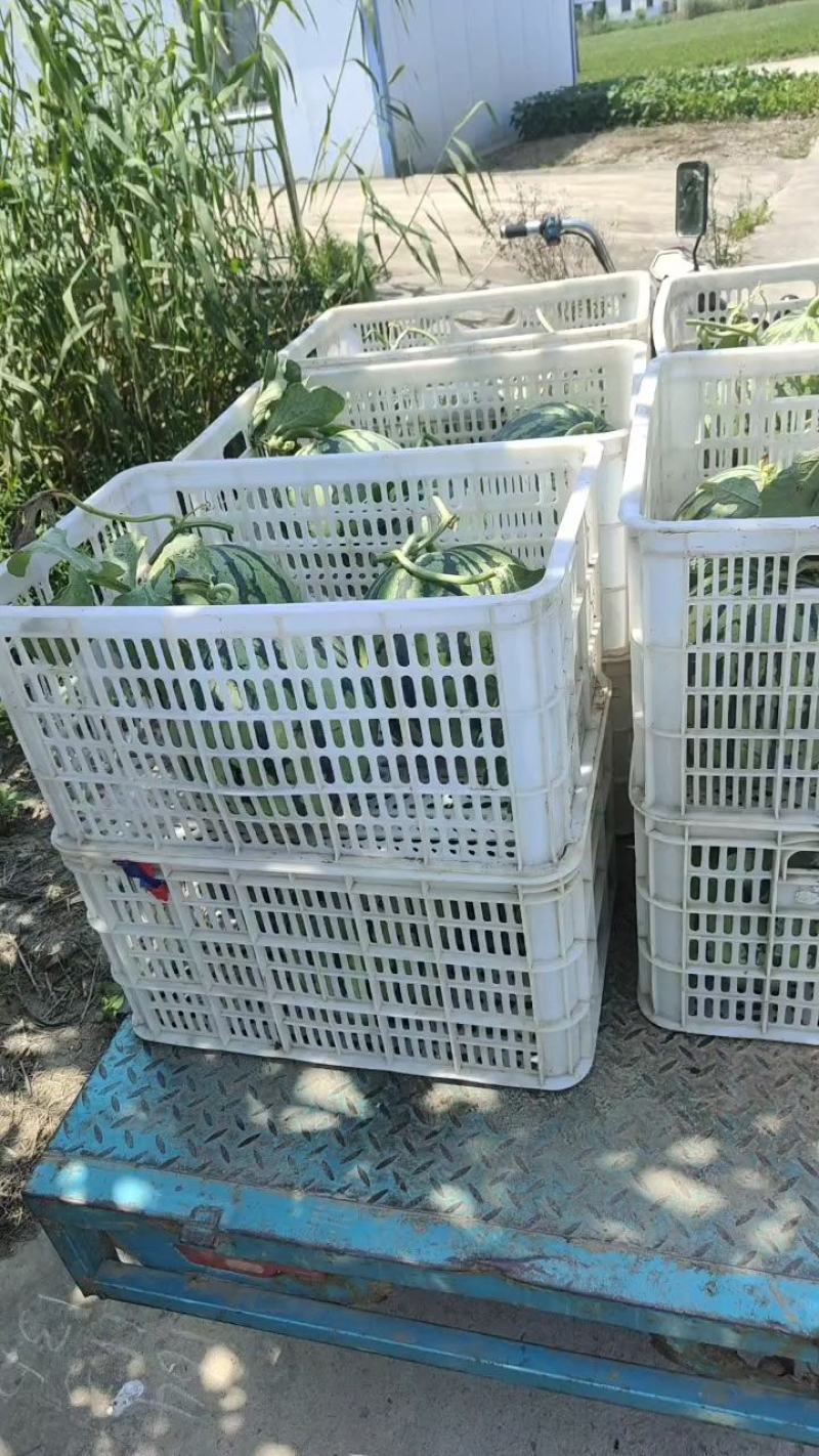 精品美都西瓜原苗，需要的老板联系，本基地有上百亩西瓜