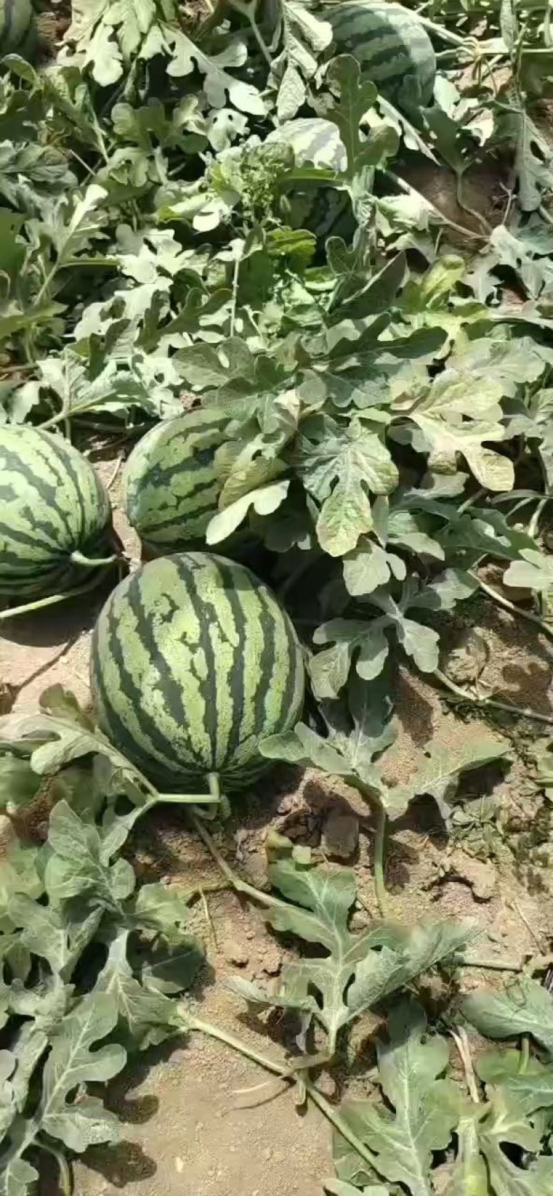 西瓜费县甜王西瓜，产地直发，八斤起步，纯黑籽口感脆甜多汁