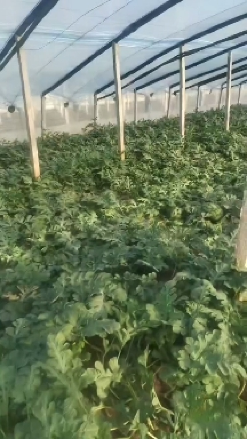 西瓜费县甜王西瓜，产地直发，八斤起步，纯黑籽口感脆甜多汁