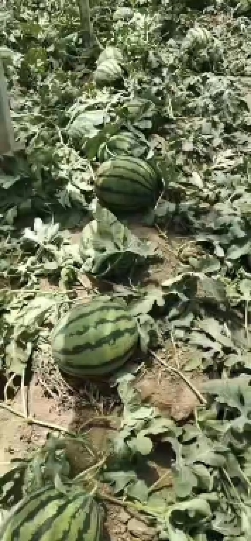 西瓜费县甜王西瓜，产地直发，八斤起步，纯黑籽口感脆甜多汁