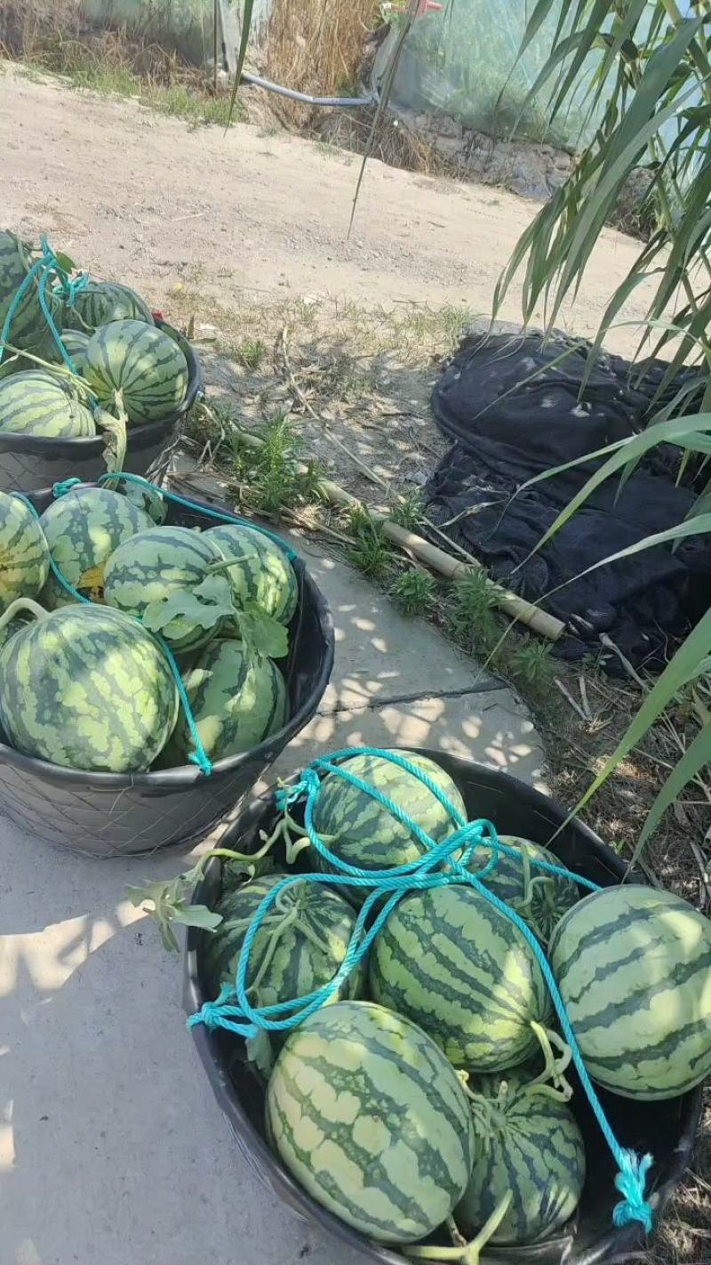 精品美都西瓜原苗，需要的老板联系，本基地有上百亩西瓜