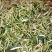 精品金银花鲜货晒制品质保障量大从优欢迎下单