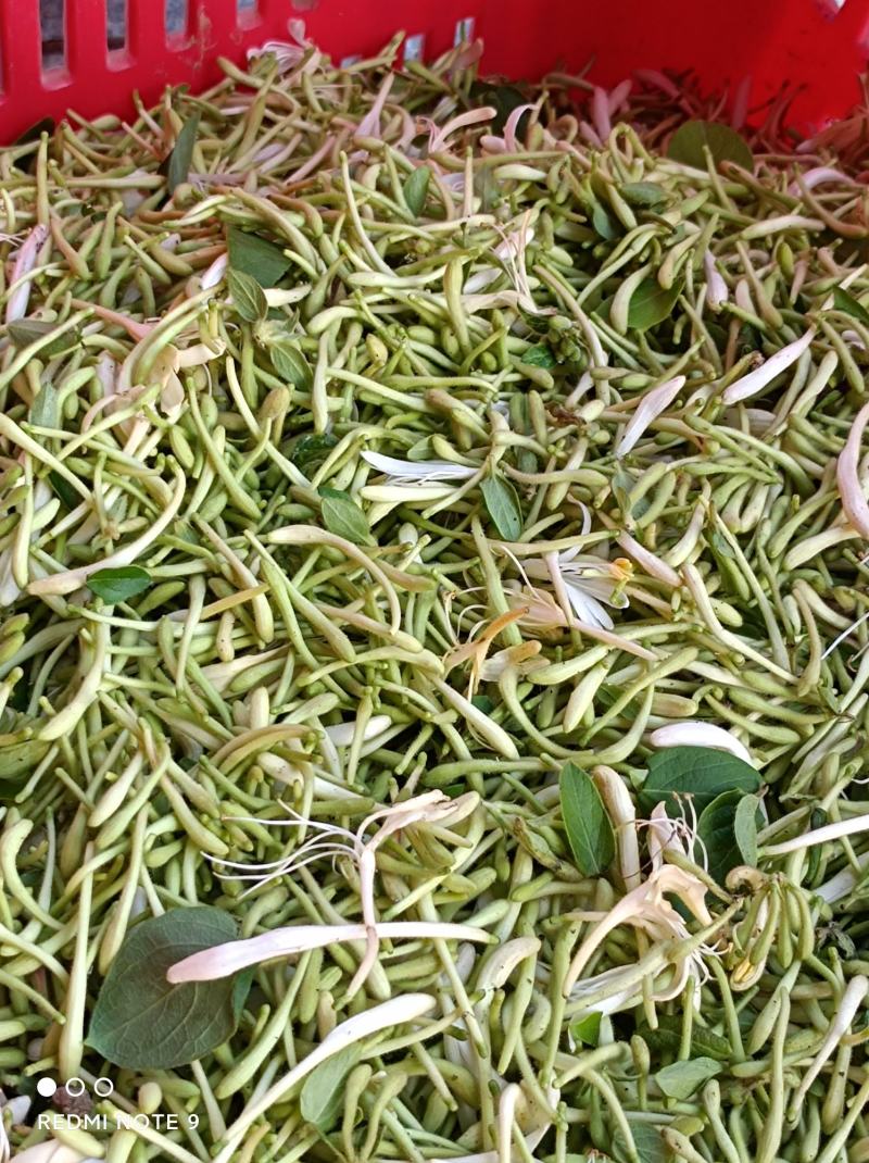 精品金银花鲜货晒制品质保障量大从优欢迎下单