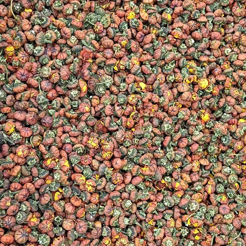 胎菊新疆昆仑雪胎菊茶泡水泡茶泡酒料新货包邮团购批发