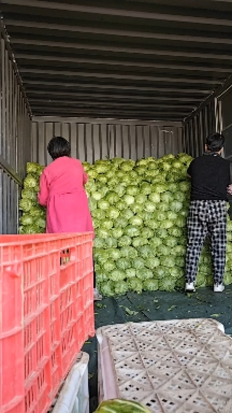 中甘21甘蓝1~2公斤精品，质量好，需要的老板联系