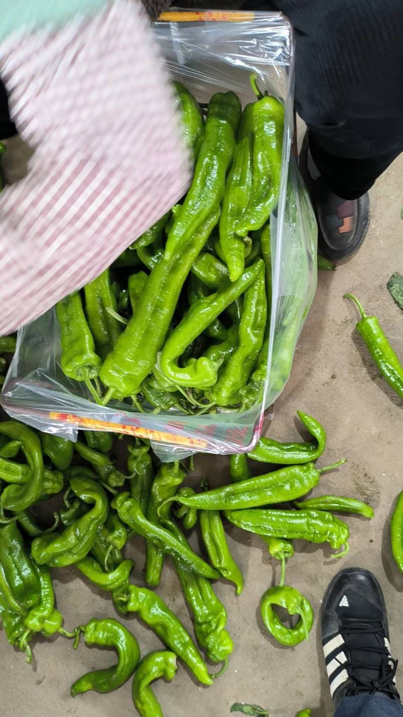 精品尖椒