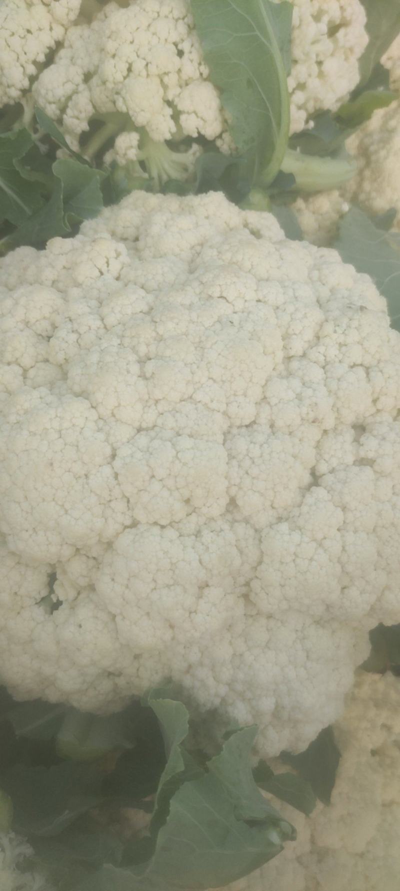 有机花菜，质量好，冷库前期花，，品质不错，