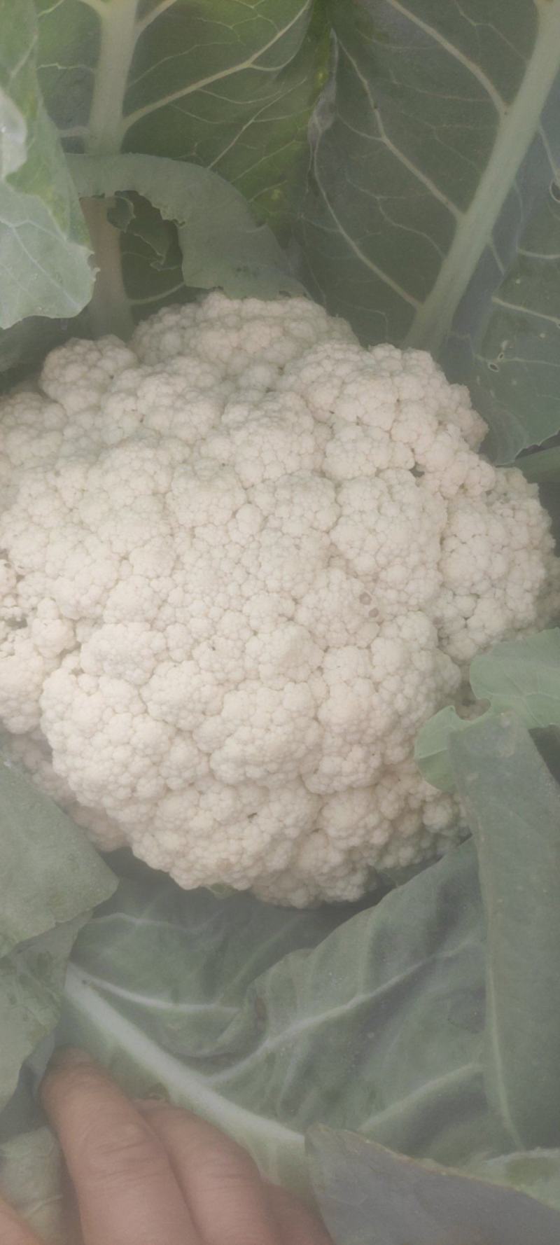 有机花菜，质量好，冷库前期花，，品质不错，