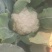 有机花菜，质量好，冷库前期花，，品质不错，