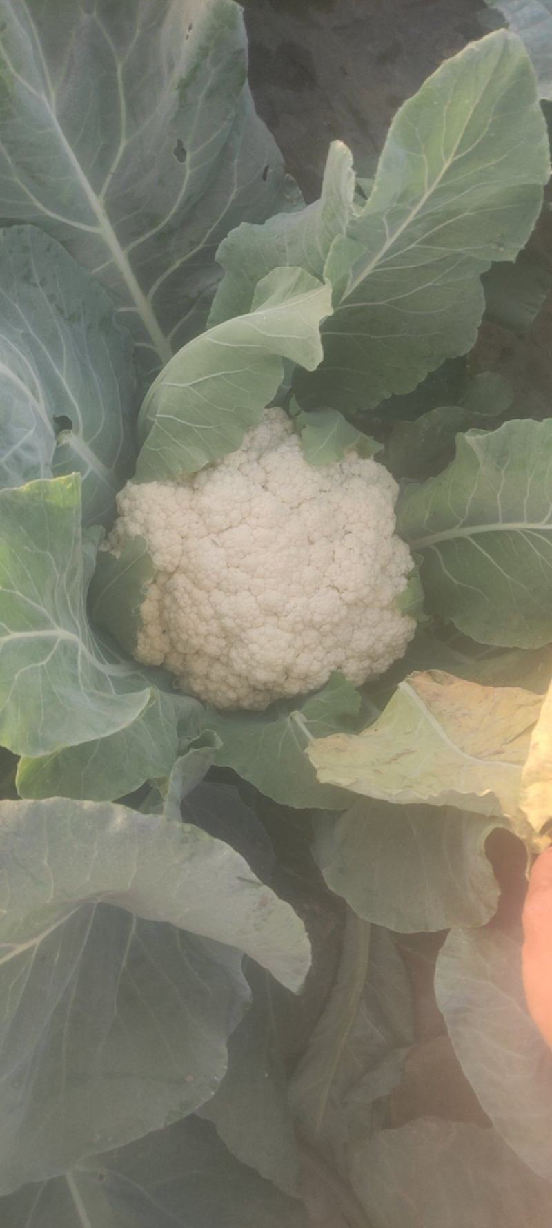 有机花菜，质量好，冷库前期花，，品质不错，