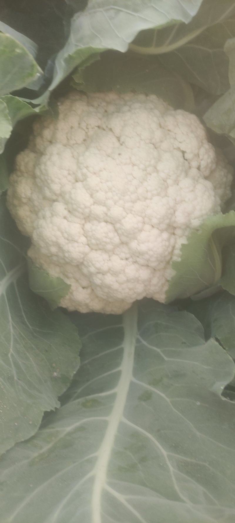 有机花菜，质量好，冷库前期花，，品质不错，
