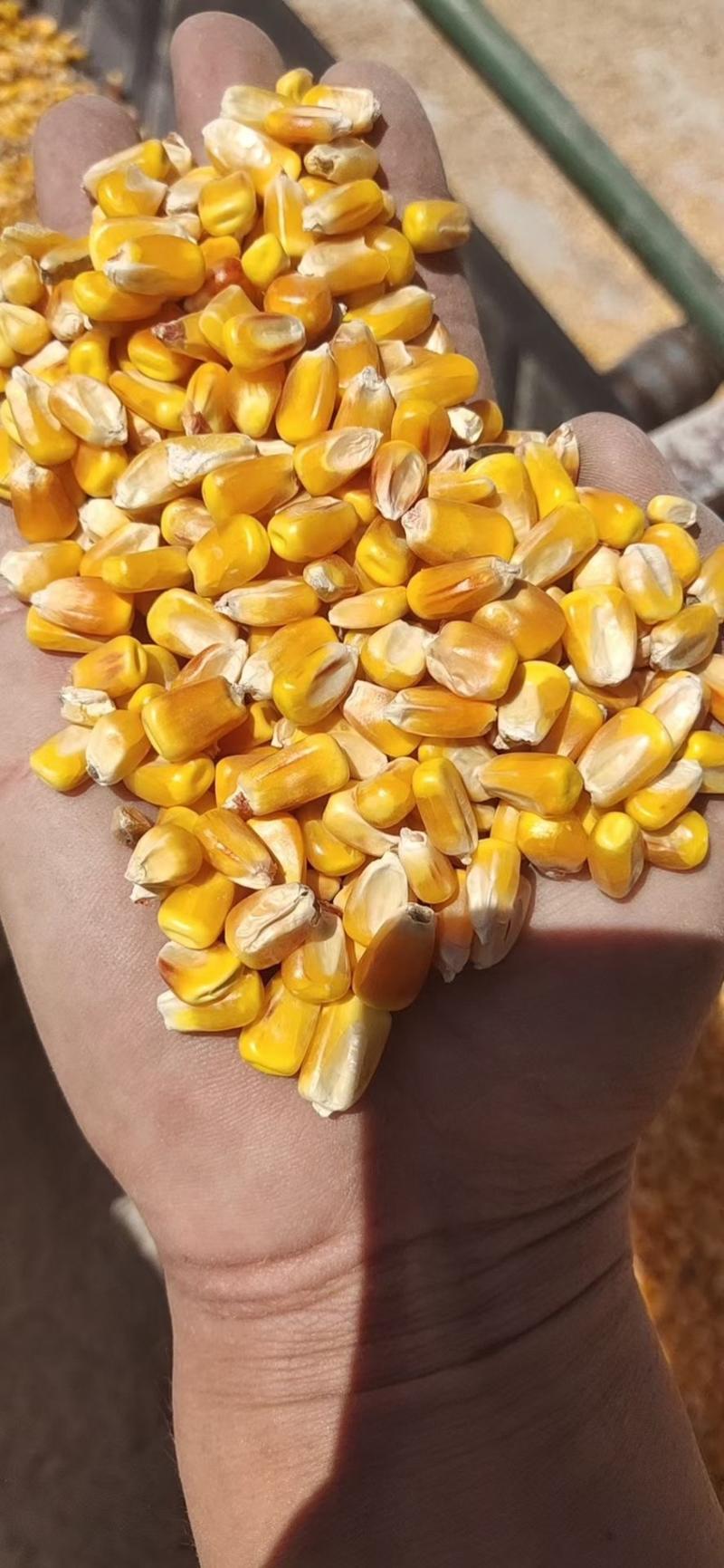 新疆玉米。一等玉米二等价格。出库2400。