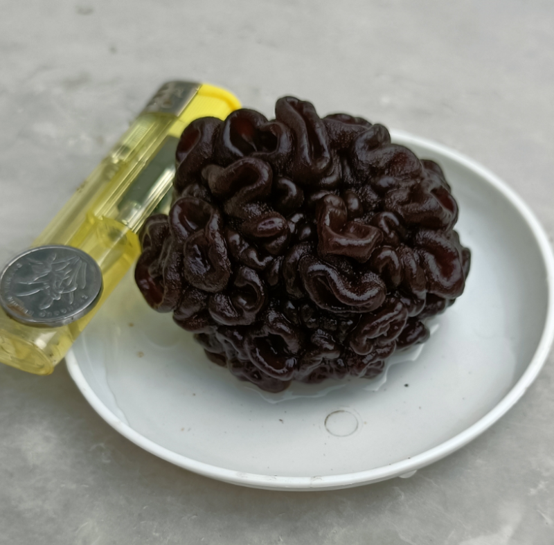 核桃菌种植场，猴脑菌批发零售核桃菌大个头猴脑菇脆嫩玛卡菌