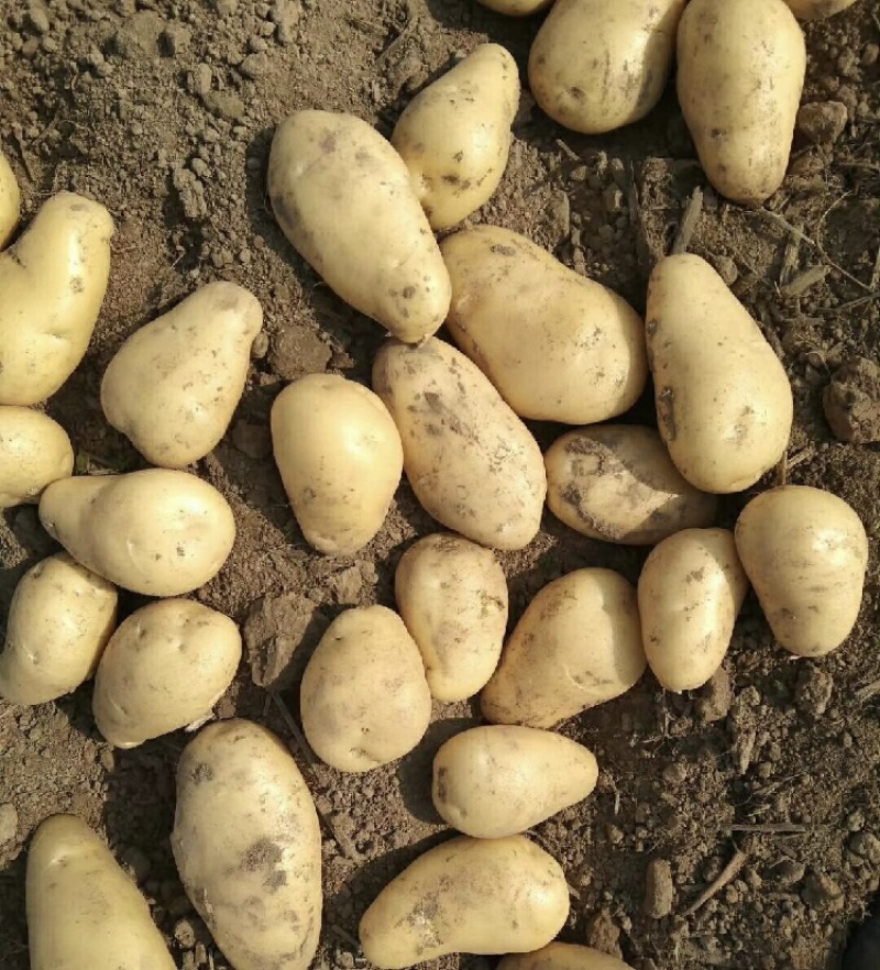 黄皮土豆黄心大土豆沃土5号沙土v7希森中薯都有马铃薯土豆